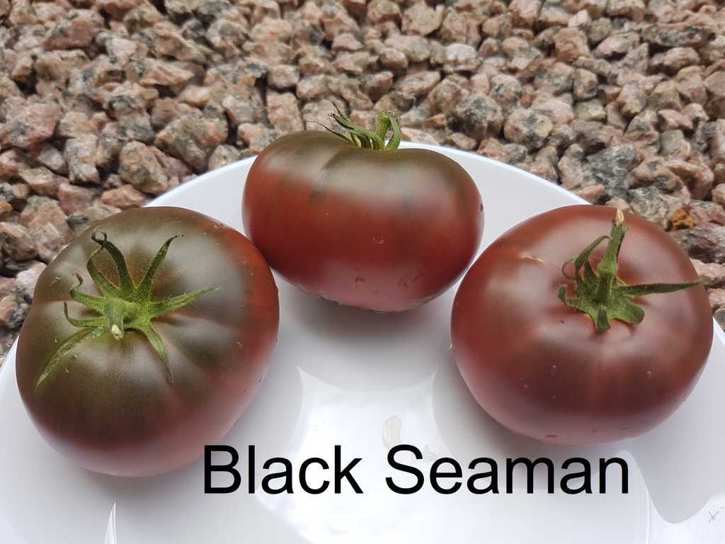 Black Seaman- Chernomorez